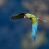 A wild Great Green Macaw in flight