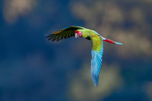A wild Great Green Macaw in flight