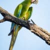 A wild Great Green Macaw perches on a limb
