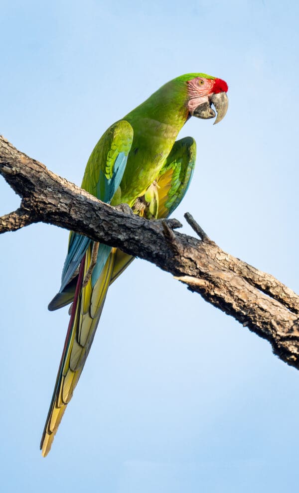 A wild Great Green Macaw perches on a limb