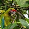 A wild Great Green Macaw feeds in a tree