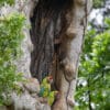 Wild Great Green Macaws perch at nest cavity