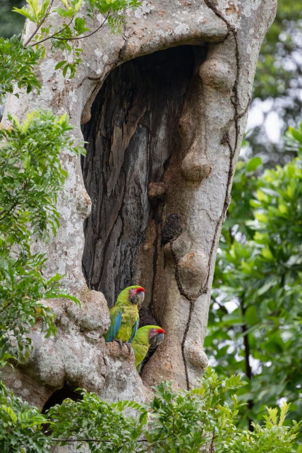 Wild Great Green Macaws perch at nest cavity