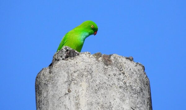 A wild Green Hanging Parrot perches on a tree stump