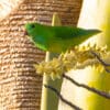 A wild Green Hanging Parrot perches on flowering stem