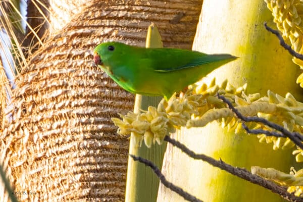 A wild Green Hanging Parrot perches on flowering stem