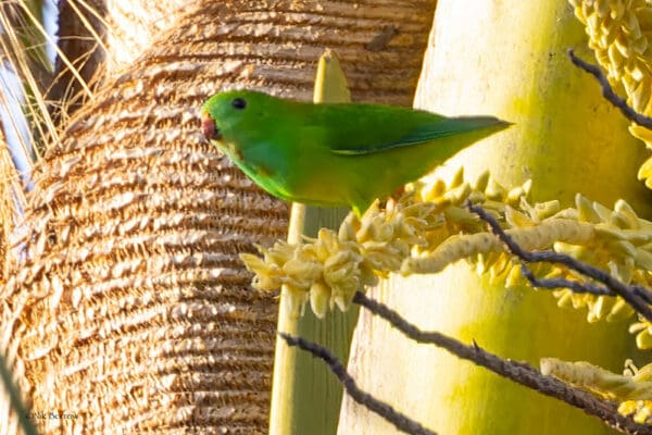 A wild Green Hanging Parrot perches on a flowering branch