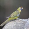 A wild Green Rosella perches on a rock