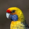 A closeup of a wild Green Rosella