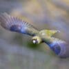 A wild Green Rosella on the wing