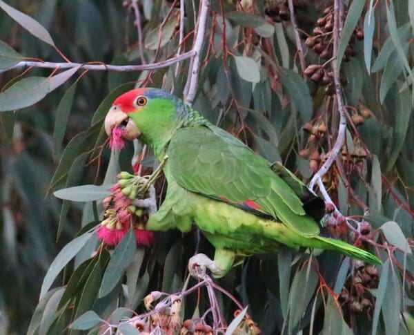 A wild Green-cheeked Amazon forages on berries