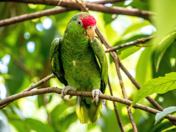 A wild Green-cheeked Amazon perches in a tree