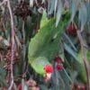 A wild Green-cheeked Amazon forages on berries