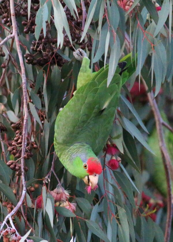 A wild Green-cheeked Amazon forages on berries