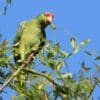 A wild Green-cheeked Amazon perches in a tree