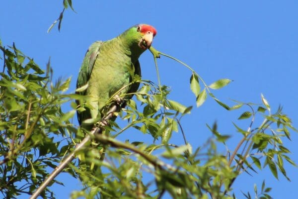 A wild Green-cheeked Amazon perches in a tree