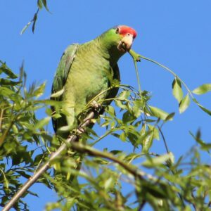 A wild Green-cheeked Amazon perches in a tree