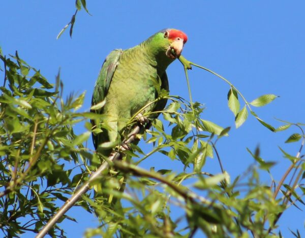 A wild Green-cheeked Amazon perches in a tree