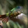 A wild Green-cheeked Conure in flight