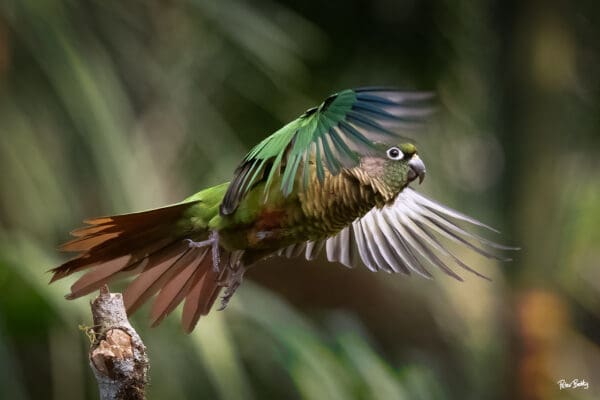 A wild Green-cheeked Conure in flight