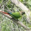 A wild Green-cheeked Conure perches on a branch