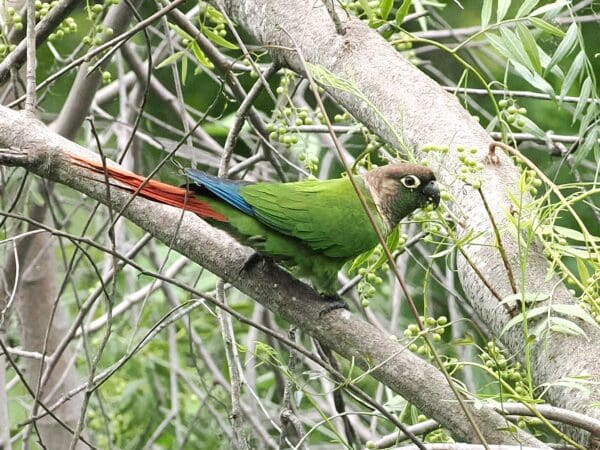 A wild Green-cheeked Conure perches on a branch