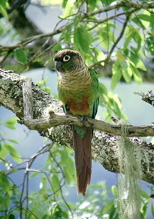A wild Green-cheeked Conure perches in a mossy tree