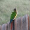 A companion Green-cheeked Conure perches on a fence