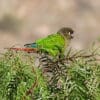 A wild Green-cheeked Conure perches in a bush
