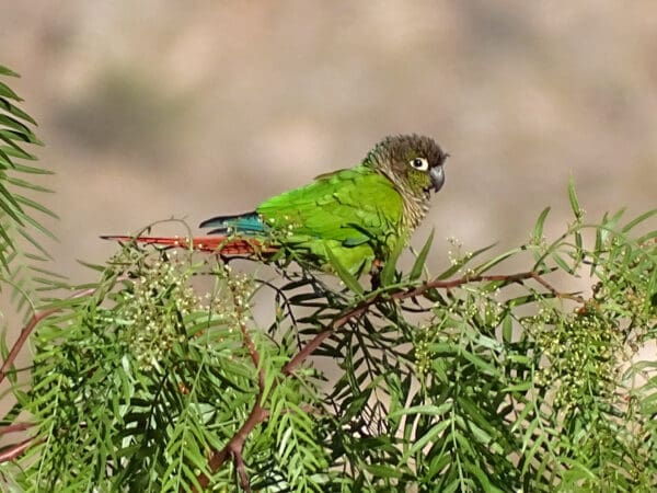 A wild Green-cheeked Conure perches in a bush
