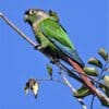 A wild Green-cheeked Conure perches on a branch
