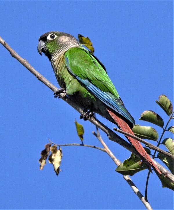 A wild Green-cheeked Conure perches on a branch