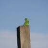 A wild Green-rumped Parrotlet perches on a post