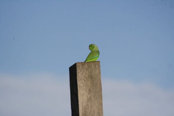 A wild Green-rumped Parrotlet perches on a post