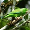 A wild Green-rumped Parrotlet perches in a tree