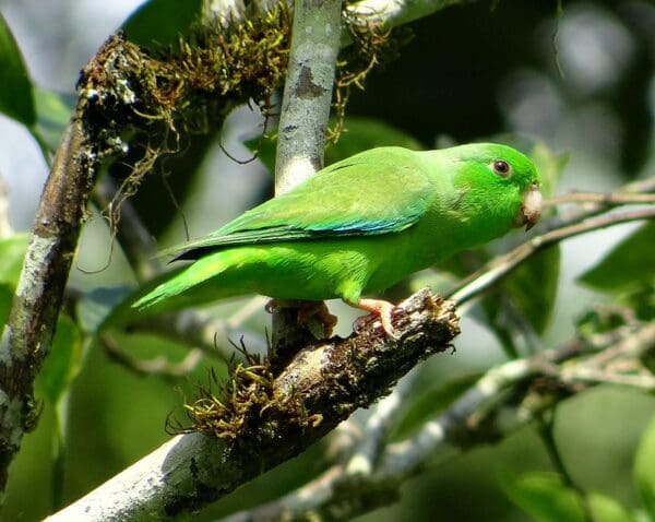A wild Green-rumped Parrotlet perches in a tree