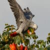 A wild Grey Parrot on a flowering tree
