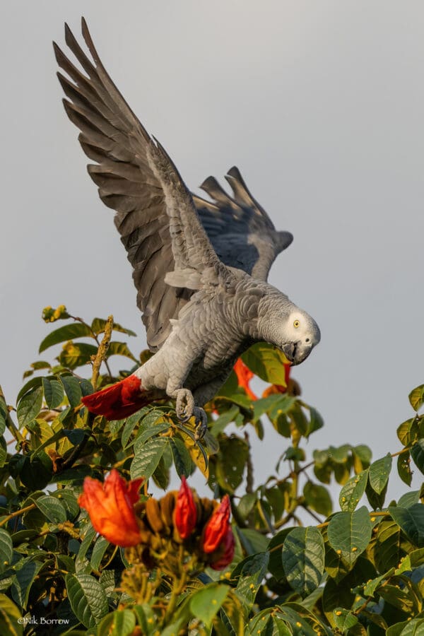 A wild Grey Parrot on a flowering tree