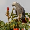 A wild Grey Parrot perches in a tree