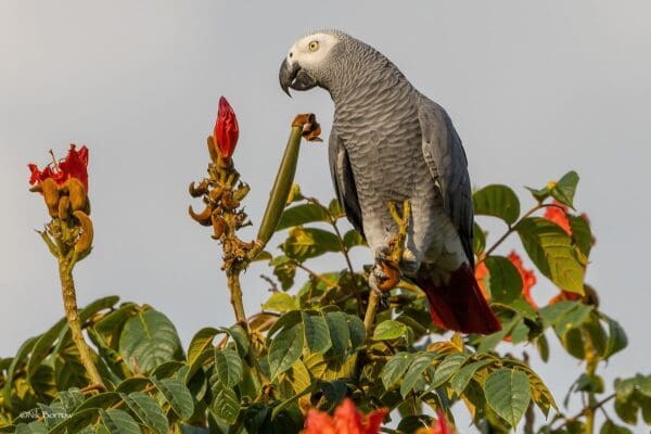 A wild Grey Parrot perches in a tree