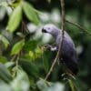 © Alden Lim CC BY-NC-ND 2.0 via Flickr A wild Grey Parrot perches in a tree
