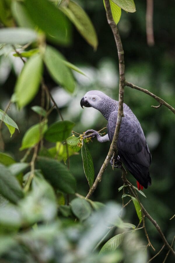 A wild Grey Parrot perches in a tree