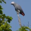 A wild Grey Parrot perches atop a branch
