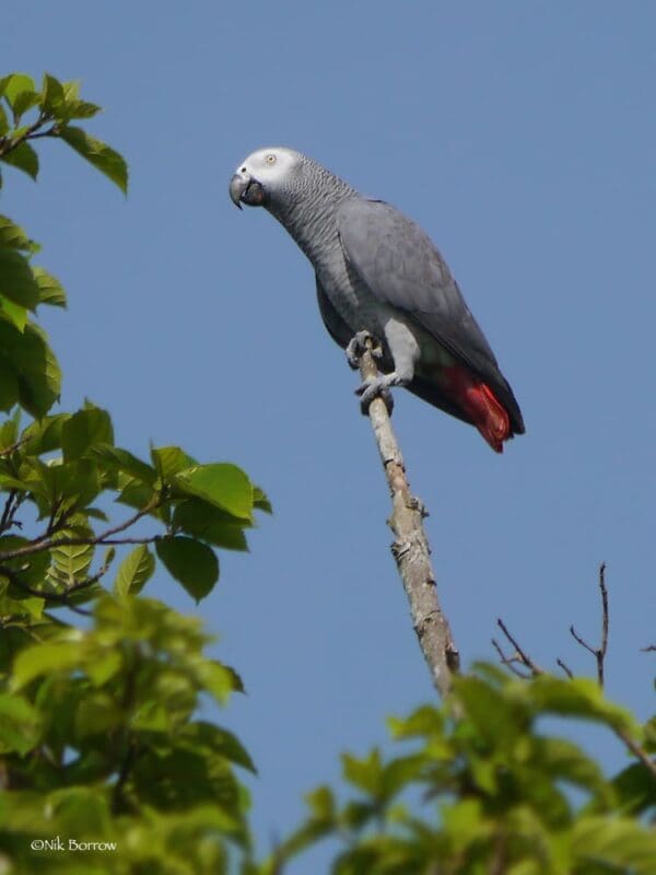 A wild Grey Parrot perches atop a branch