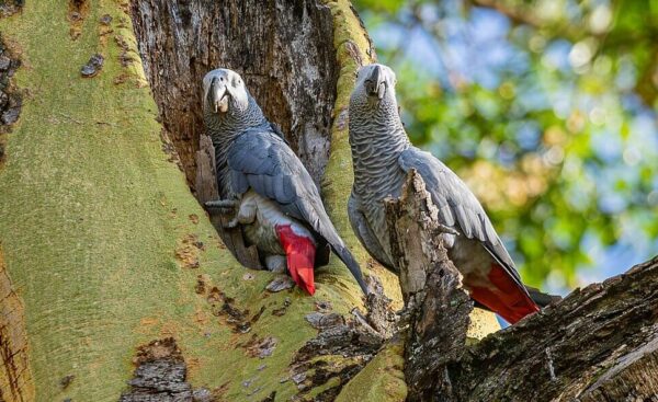 A pair of wild Grey Parrots perches near a tree cavity