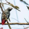 © Peter Steward CC BY-NC 2.0 via Flickr A wild Grey Parrot clings to a branch