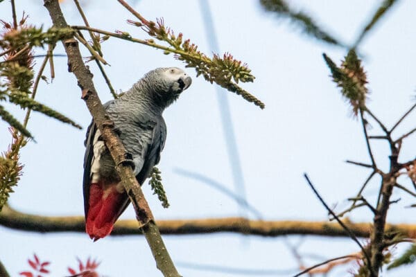 A wild Grey Parrot clings to a branch