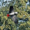A Grey Parrot in flight