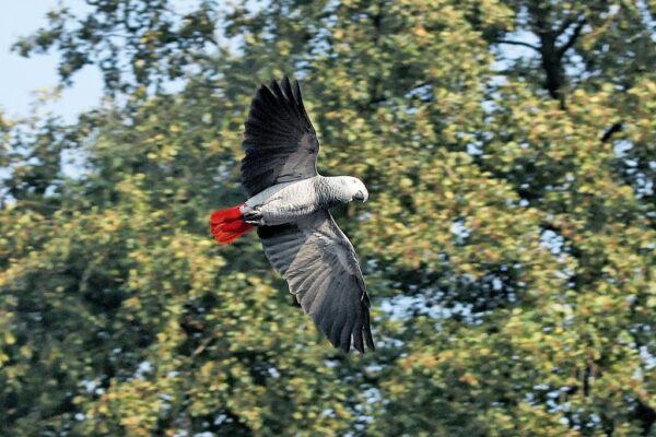 A Grey Parrot in flight