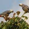 Wild Grey Parrots perch atop a tree